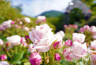 iPhone11Pro・Xs・Xの花の壁紙