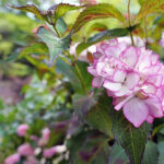 iPhone11ProMax•XsMaxの花の壁紙が取り放題