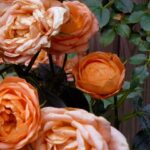 YouTubeの花のサムネイルサイズの画像を配信中