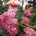 LINEプロフィール背景用の花の無料画像を配信中