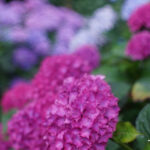 iPhone8・7・6・6S・SEの花の壁紙が取り放題