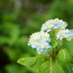 iPhone14plus・13ProMax・12ProMaxの花の壁紙を配信中