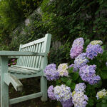 iPhone13Mini・12Miniの花の壁紙を配信中