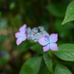 iPhone11・Xrのあじさいの季節の花の壁紙を配信中