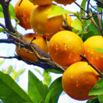 iPhone8・7・6・6SPlusの雨の風景壁紙を配信中