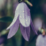 iPhone11ProMax・XsMaxの雨の風景の壁紙を配信中