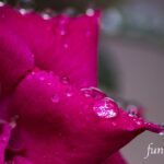 iPhone14plus・13ProMax・12ProMaxの雨の風景の壁紙を配信中