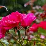 雨の風景のTwitterヘッダー用画像が取り放題