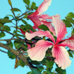 iPhone14・13・13Pro・12・12Proの青い壁紙が取り放題