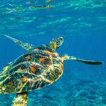 LINEプロフィール背景用の青い画像を配信中