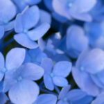 iPhone14plus・13ProMax・12ProMaxの青い壁紙を配信中