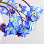 iPhone14plus・13ProMax・12ProMaxの青い壁紙をが取り放題