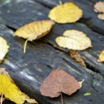 iPhone13Mini・12Miniの秋の壁紙を配信中