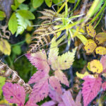 iPhone14plus・13ProMax・12ProMaxの秋の壁紙を配信中