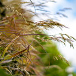 Twitterのヘッダー用の秋の写真画像が取り放題