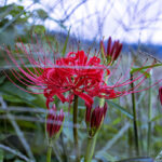 Twitterヘッダー用の花の画像が取り放題