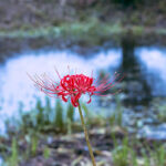 iPhone11Pro・Xs・Xの花の壁紙が取り放題