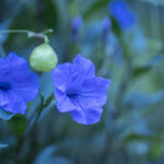 iPhone14・13・13Pro・12・12Proの花の壁紙を配信中