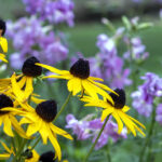 iPhone11ProMax・XsMaxの花の壁紙が取り放題