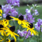 iPhone14plus・13ProMax・12ProMaxの花の壁紙が取り放題