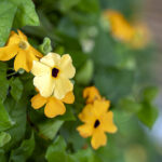 iPhone11・XRの花の壁紙が取り放題