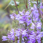 Apple Watch Series 3・38mmの文字盤用画像を配信中