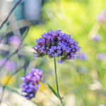 花のLINEプロフィール背景用画像が取り放題