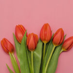 アップルウォッチの文字盤用ピンクの写真画像を配信中