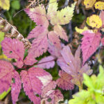 iPhone11ProMax・XsMaxの秋の壁紙が取り放題