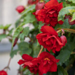 iPhone15・iPhone15Pro・iPhone14Proの壁紙が取り放題