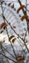 iPhone13Mini・12Miniのロック画面等の秋の壁紙