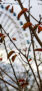 iPhone11PrpMax・XsMaxのロック画面等の秋の壁紙