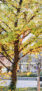 iPhone13ProMax・12ProMaxの秋の壁紙