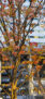 iPhone13ProMax・12ProMaxの秋の壁紙