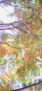 iPhone14ProMaxのロック画面等の秋の壁紙