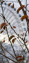 iPhone14ProMaxのロック画面等の秋の壁紙