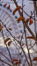 LINEプロフィール背景用の秋の写真画像
