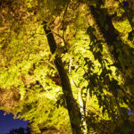 iPhone14・13・13Pro・12・12Proの秋の壁紙を配信中