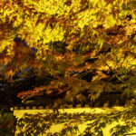 iPhone15Plus・iPhone15・14ProMaxの秋の壁紙を配信中