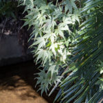 iPhone11・XRのロック画面等の秋の壁紙を配信中