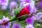 iPhone14plus・13ProMax・12ProMaxの花の壁紙を配信中