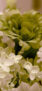 iPhone13Mini・12Miniのロック画面等の花の壁紙