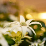 iPhone15Plus・iPhone15・14ProMaxの壁紙を配信中