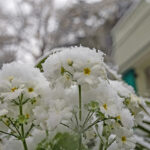 iPhone14plus・13ProMax・12ProMaxの冬の壁紙を配信中