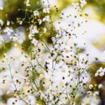 iPad9.7・7.9インチロック画面等の壁紙