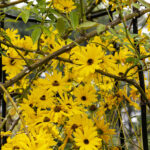 iPad9.7・7.9インチロック画面等の壁紙