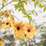 iPad9.7・7.9インチロック画面等の壁紙