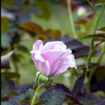 iPad9.7・7.9インチロック画面等の壁紙