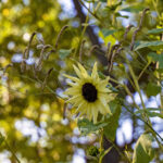 iPad9.7・7.9インチロック画面等の壁紙