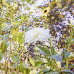 iPad9.7・7.9インチロック画面等の壁紙